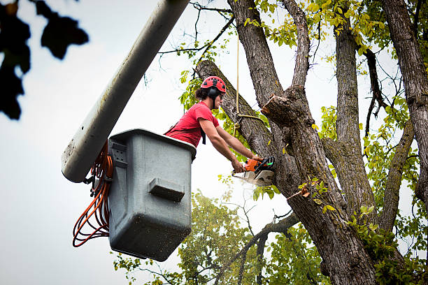 Best Tree Pruning Services  in Camp Barrett, VA